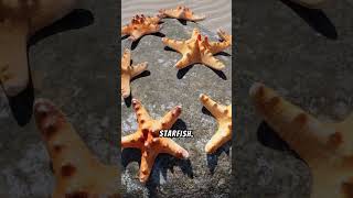 Learn more about Starfish #solitary #tubefeet #