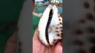 TIGER COWRIE SHELL 😱😍 #trending  #trend #traveler #travel #reels #shortvideo #shorts #short