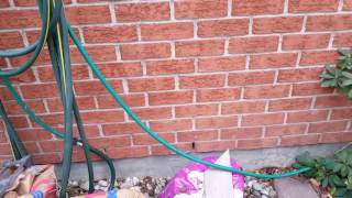 Mice Entering Home Through Weeping Vent