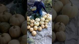 Pumpiks Harvested ready for the market