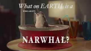 Hello from Humphrey the Narwhal!