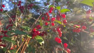 Yaupon Holly