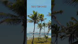 Bossa Nova Tranquil Mood ~ Brazillan Jazz Music to Relax with ~ Jazz Alchemy Quartet