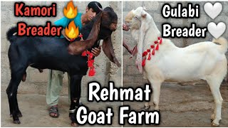 Top Quality Kamori Or Gulabi Breader. Rehmat Goat Farm Karachi. Vip Collection 🔥