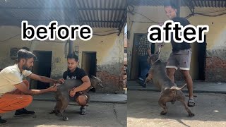 AMERICAN BULLY ALMOST ATTACKED ON VET😱|PRITHVI RETURNS🔥#piyushbidhurivlogs DAY-3 DAILY VLOG