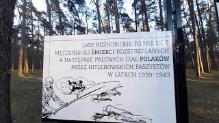 Groby w Rożnowicach - Mogiły w Lasach Rożnowickich koło Obornik WLKP