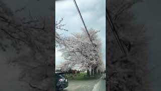 Sakura street somewhere in Ota , Gunma | #japan #shorts