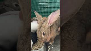 Bunny family enjoying dinner together 🥰🐰🐇