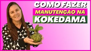 🟣 Tenha sua KOKEDAMA sempre bonita | #kokedama | Orquídeas e plantas abençoadas