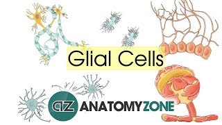 Glial Cells - Neuroanatomy Basics - Anatomy Tutorial