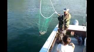 Pink Salmon catch Skagit River - 3 of us limited out in 2 hours.