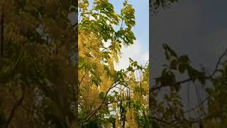 Beautiful Amaltas (Golden Shower) Tree #amaltas #goldenshower #goldenshowertree #flowers #tree