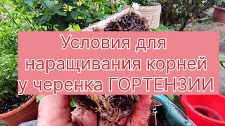 Попытаюсь рассказать как наращиваю корни у черенка МЕТЕЛЬЧАТОЙ ГОРТЕНЗИИ 🌿🌿🌿