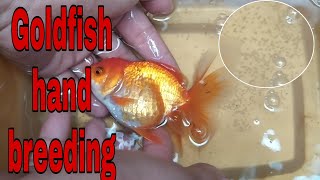 GOLDFISH HAND BREEDING (step by step)(tutorial) kinamay lang mag breed