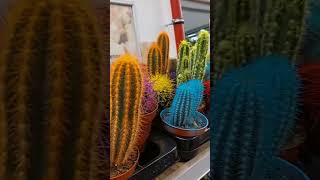 Different color of cactus #trending #asmr #satisfying #viral #happy #friends #friends