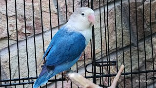 Live with Blue Lovebirds & Green Parrots: A Colorful Journey