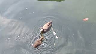 Mum coot feeds her little cute chicks!!