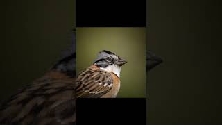 Enjoy these photos of a roufus collared sparrow #nature #wildlife #animals #birds #photography