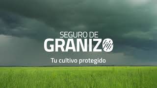 GRANIZO, la vuelta de una Rama conocida