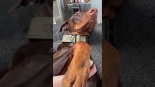 Petting my Doberman Charlie #dogvideo #phxkrugerdogs