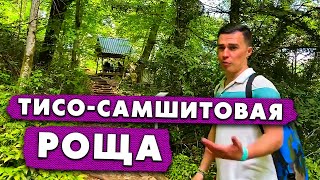 Тисо самшитовая роща / Хоста / Сочи