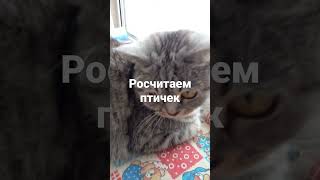 вот такая  я##кошкамуся #смешныекошки