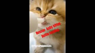 Rescue Baby Kitten  Bottle feeding #cute #dogs #puppies #stray #funny #cats #cat #shortsfeed #shorts