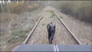 Guy makes a homemade motorized trolley for 20km of rail tracks that has been abandoned for over 10 y