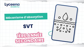 1ère année secondaire | Sciences |  Mécanisme d'absorption