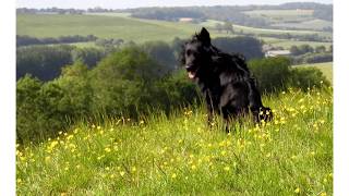 Interview with Maryanne Traylen and Ned Authors of "A Dog on the Downs"