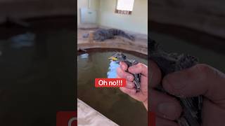 Baby Bird Trapped On Alligator Beach!!! 😱🐊🐥#shorts #alligator