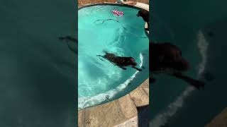 Swimming dogs #shorts #chocolatelabrador #labrador #swimming #retriever #outdoors #spring ￼#texas