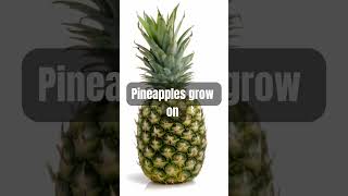 Did you know this about pineapples?