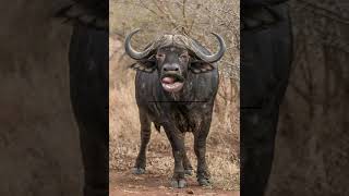 Funny buffalo video #ytviral #funnybuffalo #buffalocomedy #ytshorts #bagadbilla #petslover #animals