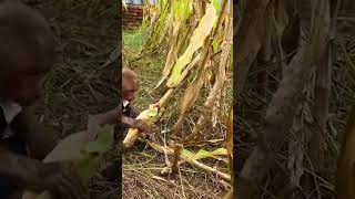 Bibi picks corn super effectively #monkeybibi #shorts