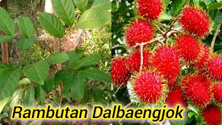 Rambutan dalbaengjok/Dam rake brena nanggipa bite