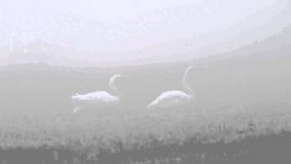 Whooper Swans in Beautiful Thick Fog