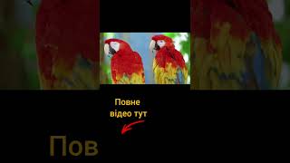 Від природи до літаків: як тварини надихають інженерів