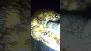 THIS IS HOW SLIPPER LOBSTER LOOK WHEN THEY SLEEP.  #viral #viralvideo #youtubeshorts #trendingnow