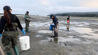 FIRST TIME Finding Gaper Clams! THESE CLAMS ARE HUGE!