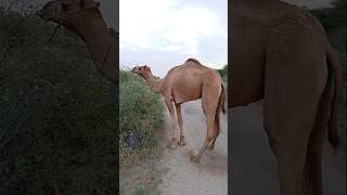 Camel life style #ytshorts #camelinthedesert #shorts