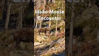 Idaho Moose Encounter!