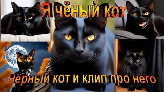 Чёрный кот принесёт вам удачу. #shorts #cat