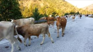 Getting chased by dogs, riding South into Greece.