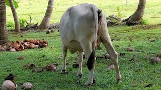 How cow giving birth?Let's watch this!Amazing!