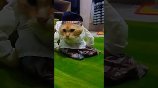 Pov: Pak ustadz rajin ngepel #cat #kucinglucuimut #catlover #kucing #kucingoyen #shorts