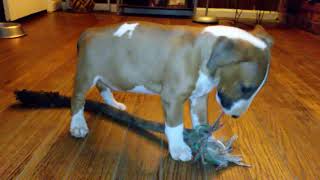 PITT BULL PLAYING WITH A 🐕 PUPPY BULL TERRIER