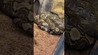 Kayuadi Reticulated Python #shorts #snake #animals #python #pets #wildlife