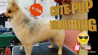 Happy grooming @ pet shop  #shorts