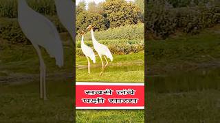 World's Tallest Flying Bird Sound -  World's Tallest Flying Bird Sarus Crane | सारस पक्षी की आवाज़